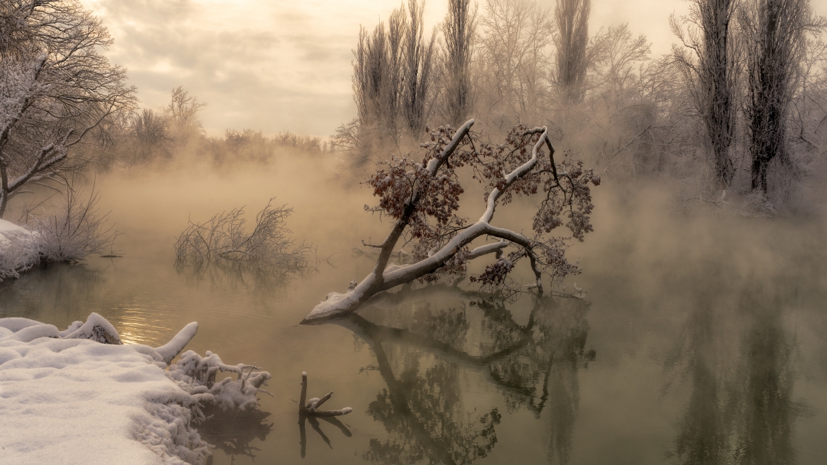 Cold morning lake tree 4k landscape