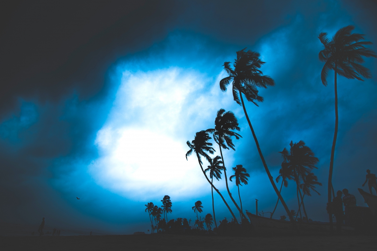 Beach side tree photography 5k landscape picture
