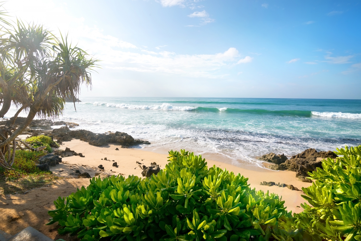 Beach Palm Trees Sea 4K Landscape