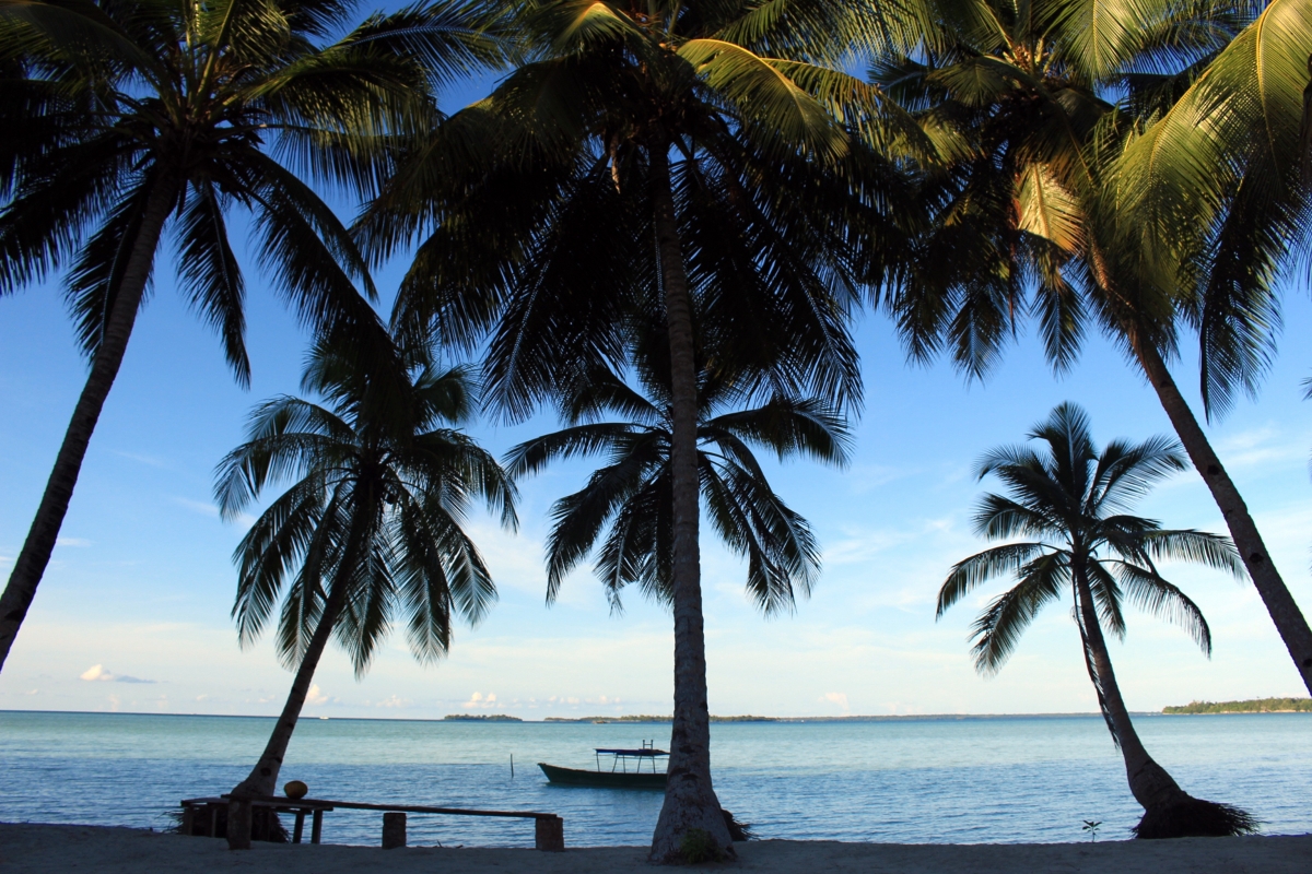 Beach coconut tree water free picture