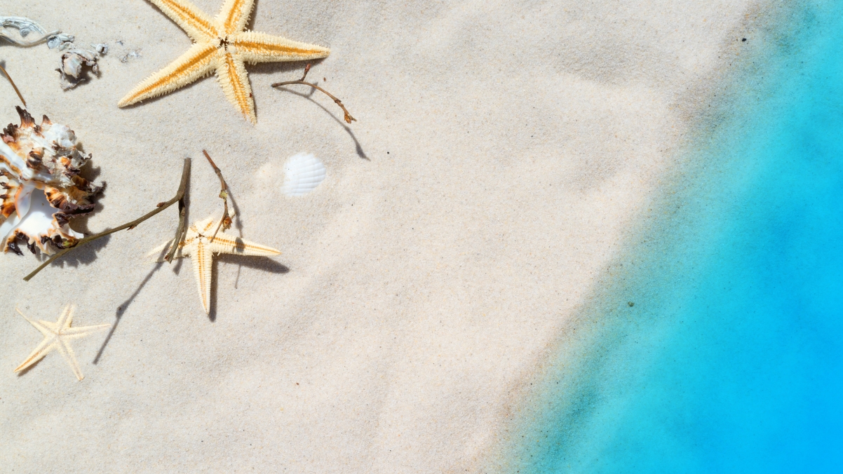 Beach starfish mussel sand sea