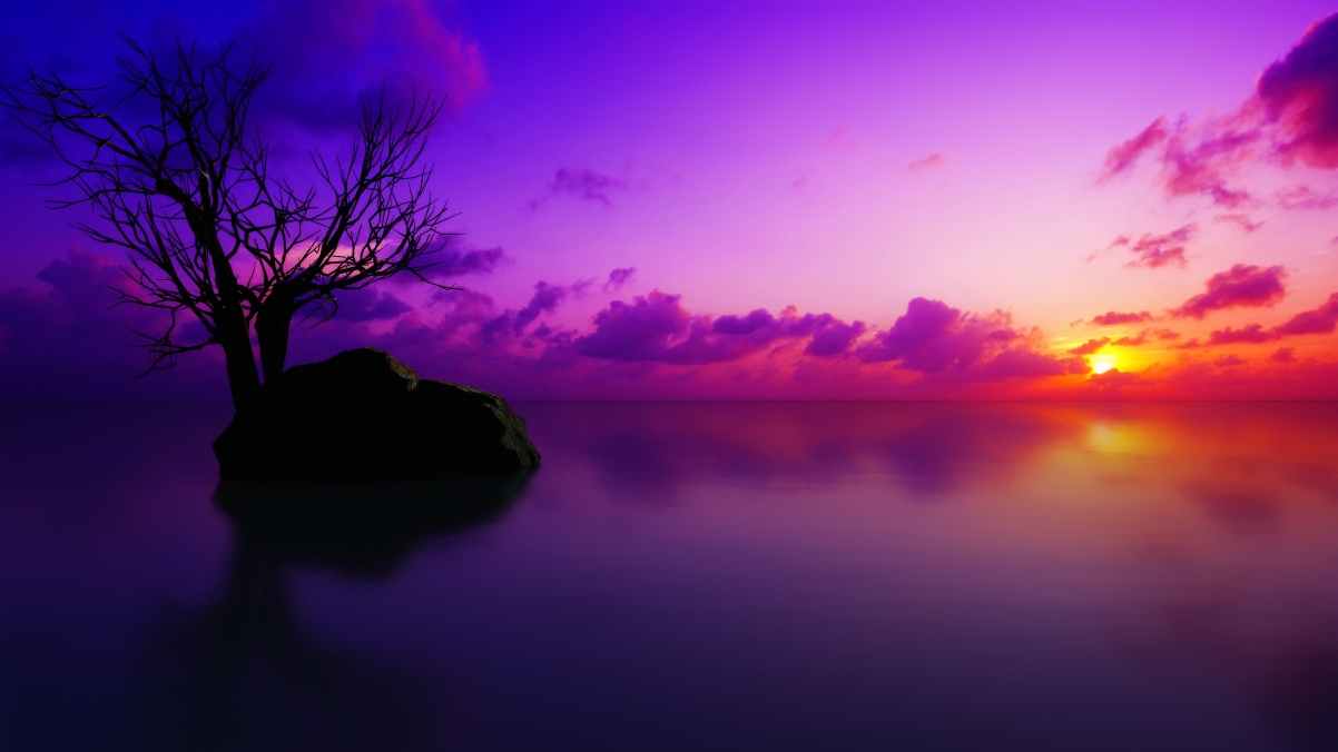 Sunset on the sea, stones, trees, silhouettes