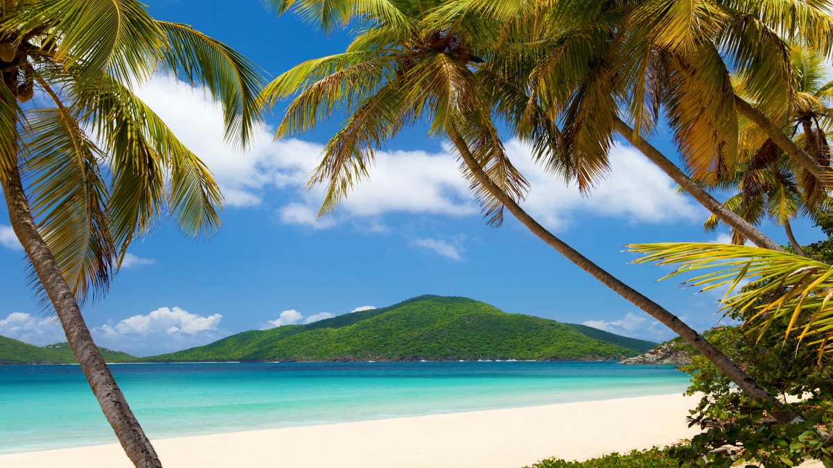 Seaside palm tree beach 4k landscape wall