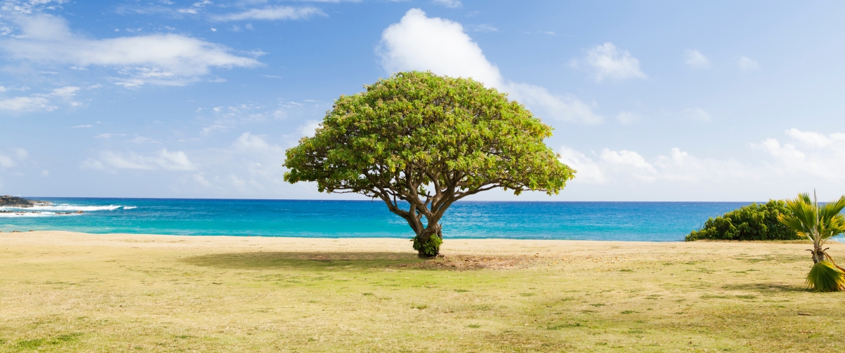A tree by the sea 3440x1440 landscape