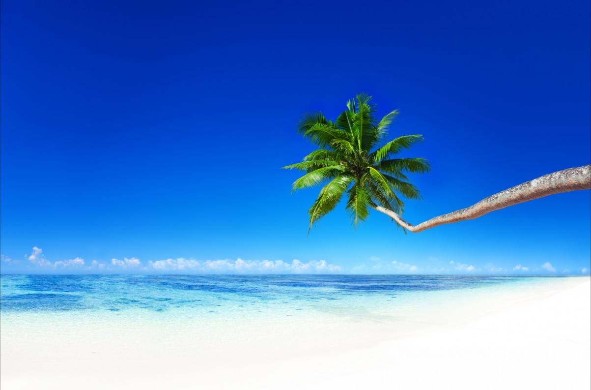 Coast beach, ocean, palm trees, blue
