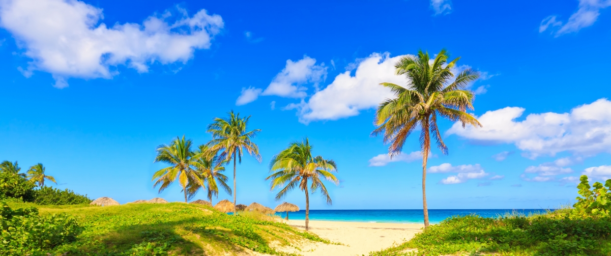 Coast, palm trees, beach, sand,
