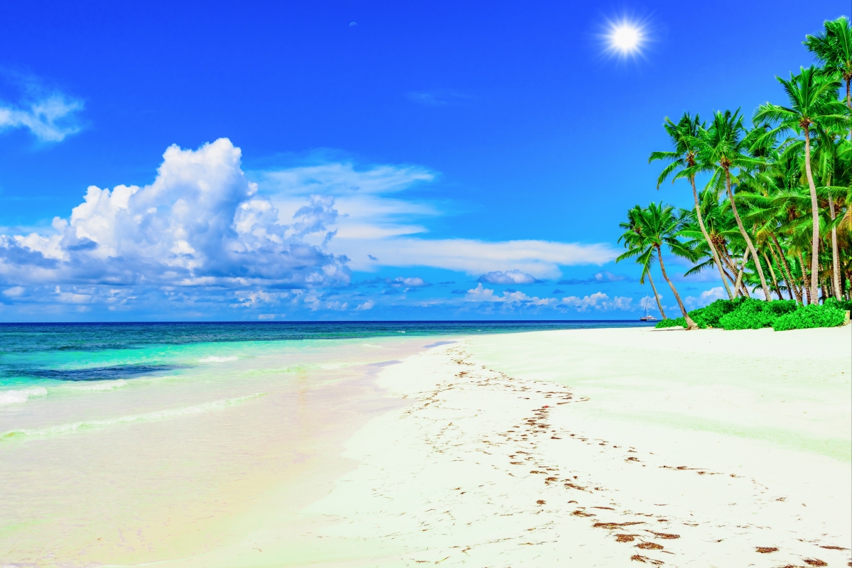 Coast beach sun palm trees