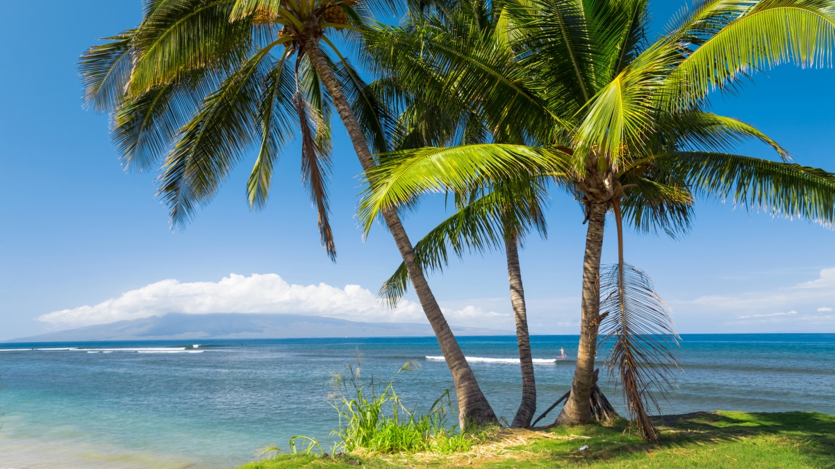 Sea palm tree tropical sunny sea