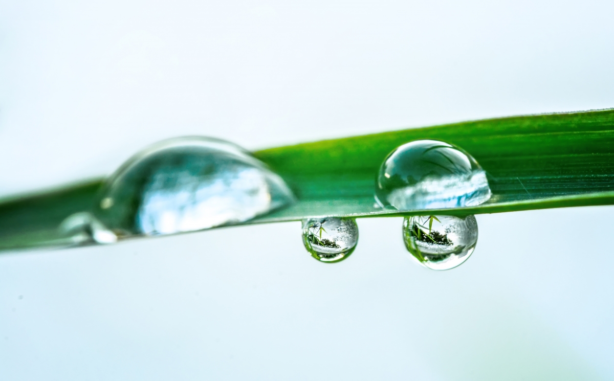 4k HD picture of water drops after the rain