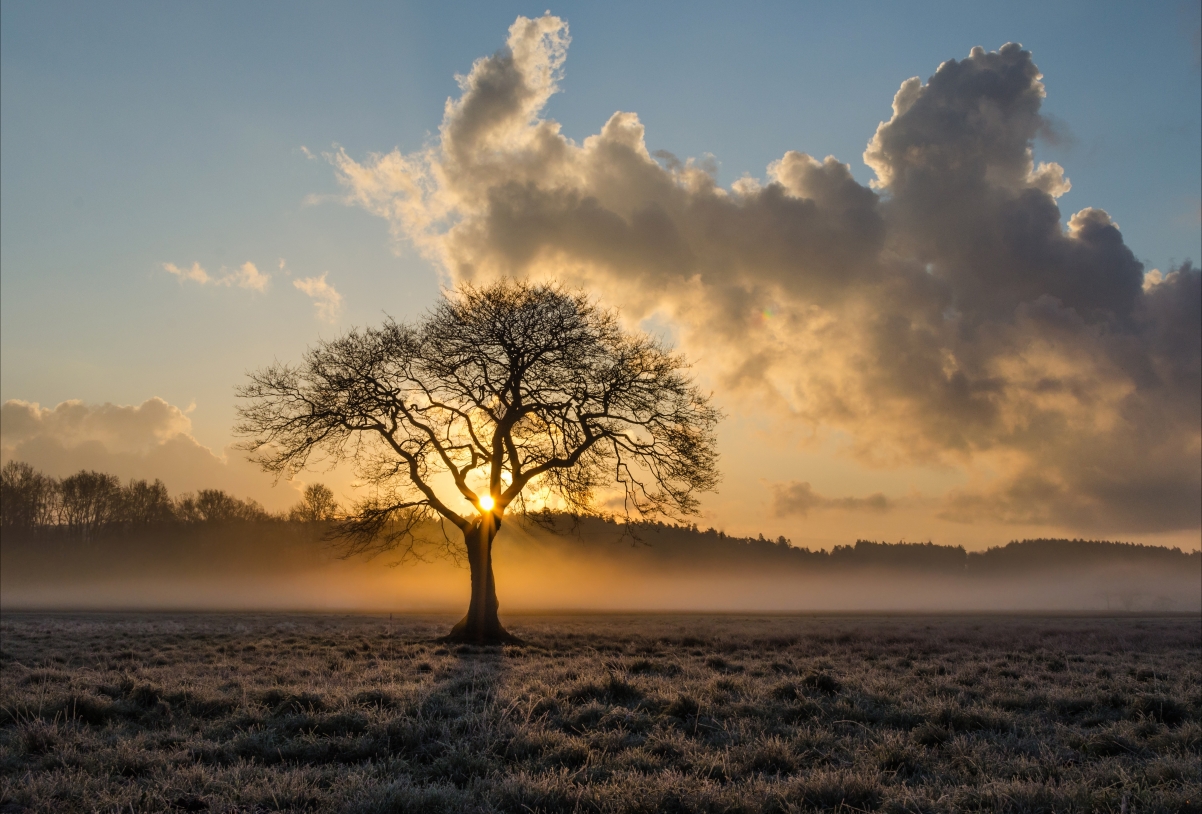 Lonely tree sunset landscape 4k wallpaper
