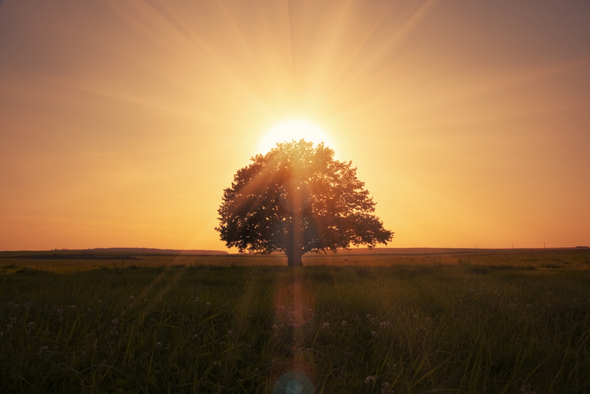 Lonely Tree 5K Landscape Wallpaper