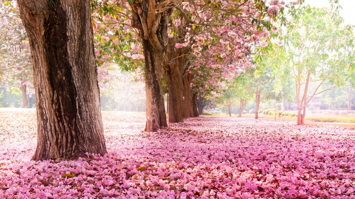 Park trees pink cherry blossom 3840