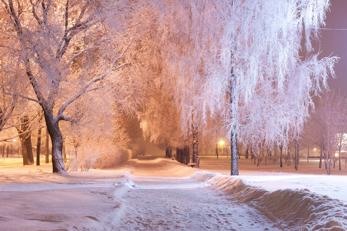 Park, snow, winter, trees, lights
