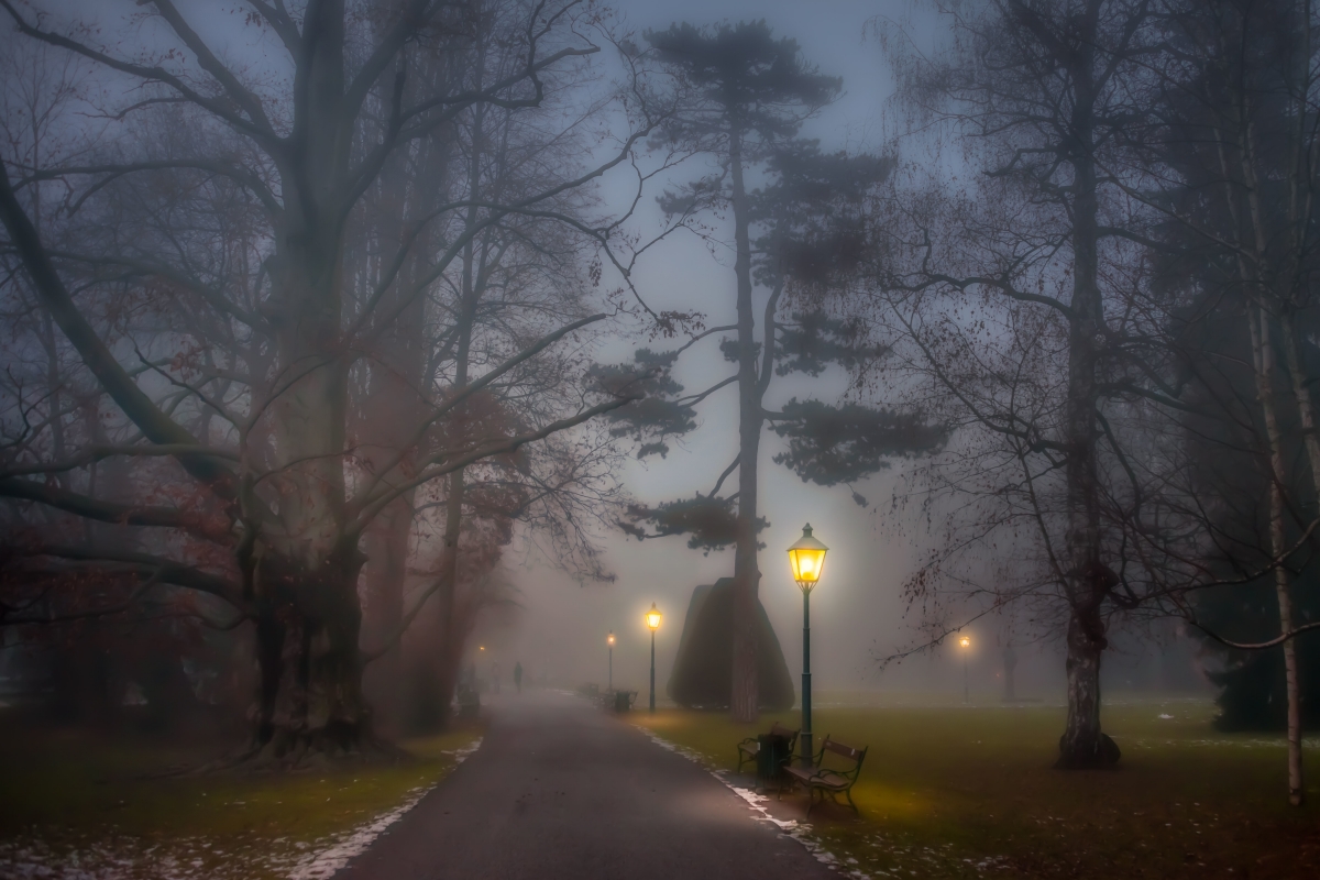 Park forest fog passerby 6K picture