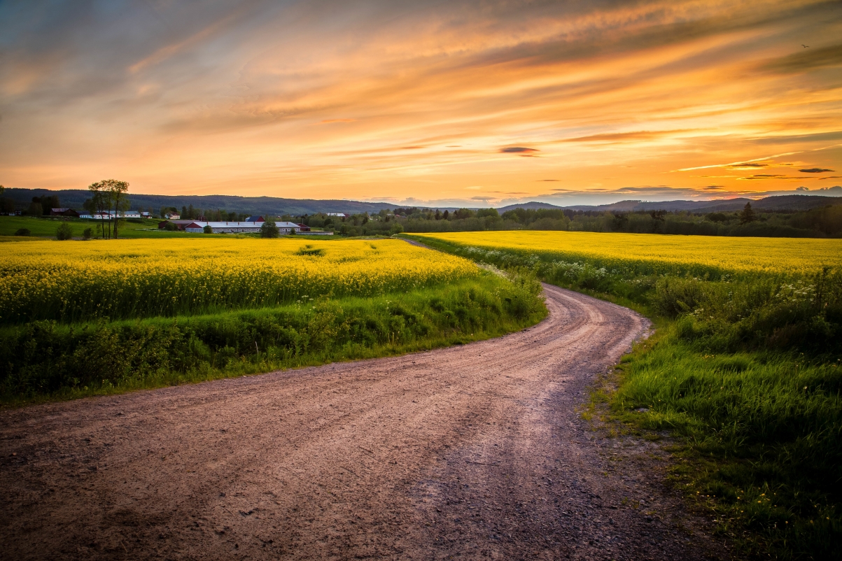 Road, rape blossoms, sky, landscape