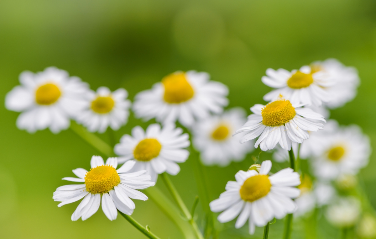Camomile Flower 5K Wallpaper Picture