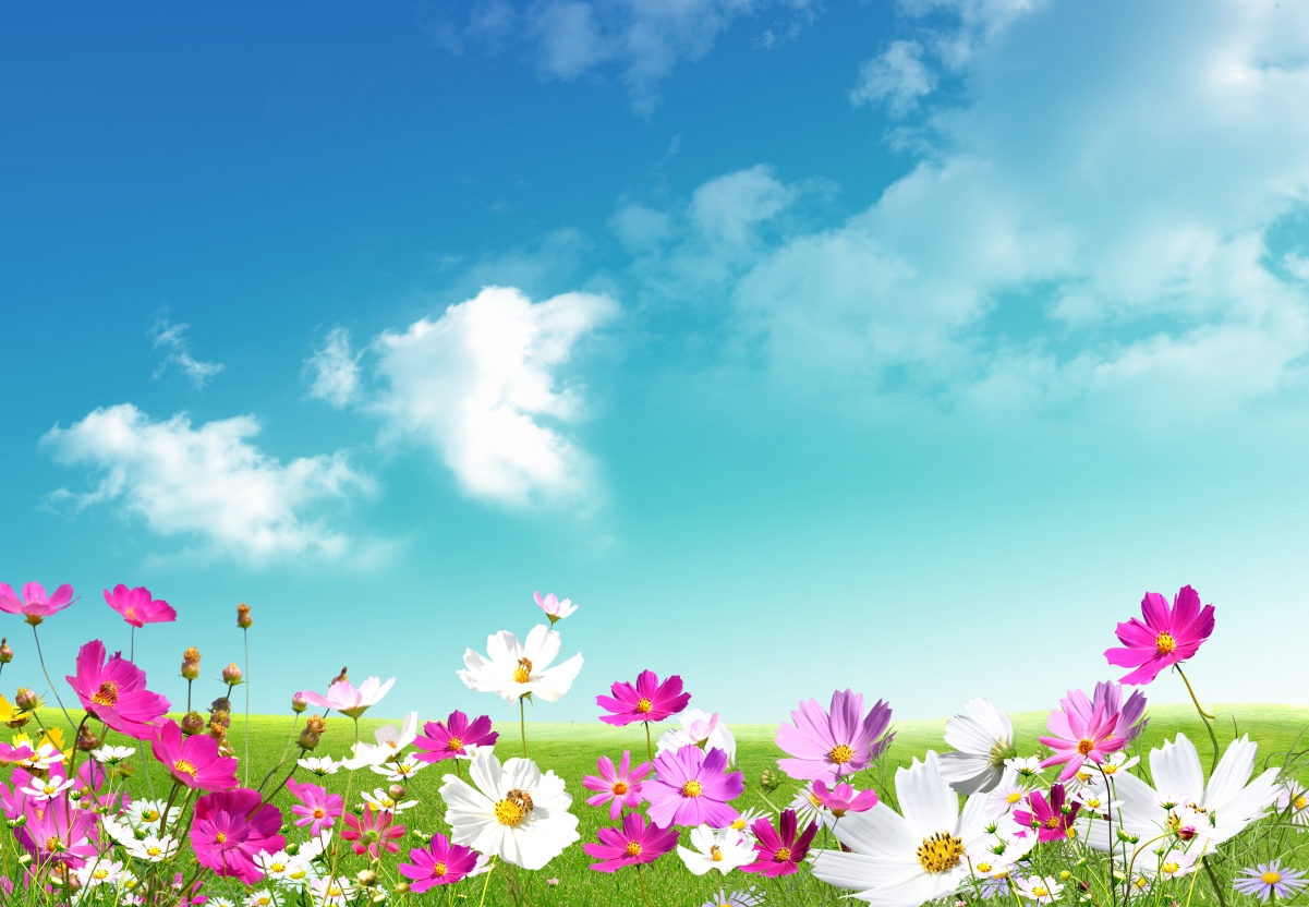 Camomile flowers, white pink,