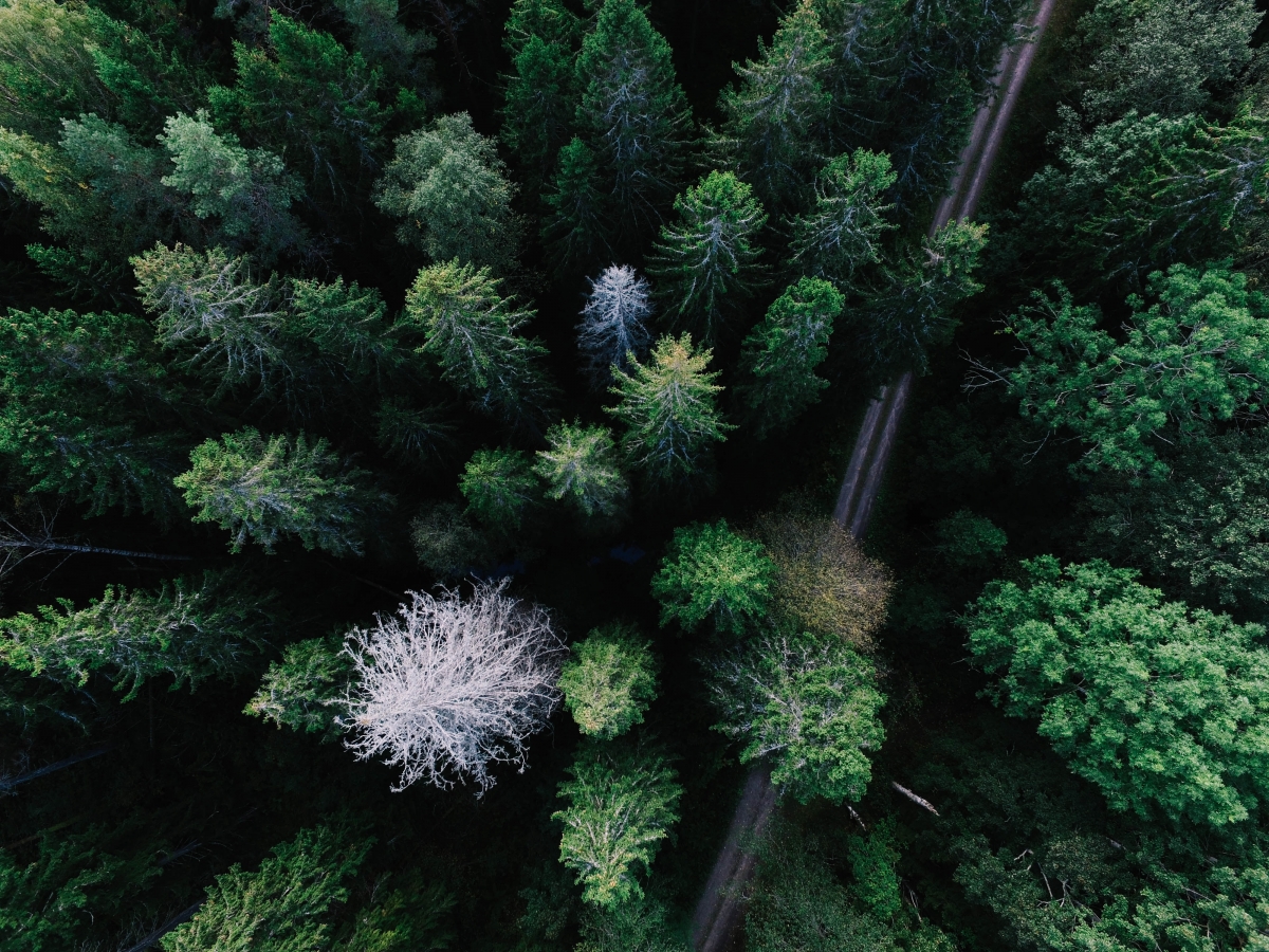 Looking down the forest road HD photos 4k