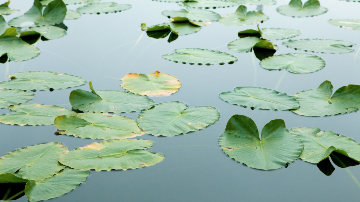 Floating Leaves 4k Wallpaper