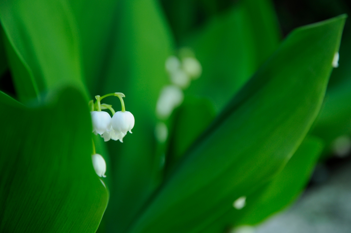 Bluebells HD 4K Wallpaper Picture