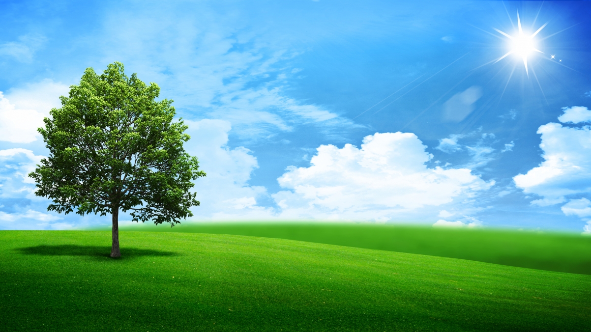 Landscape with green trees 4K wallpaper 38