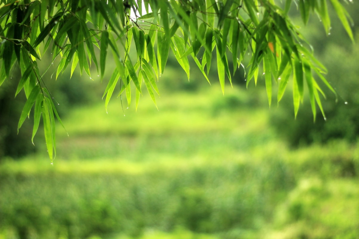 Landscape Bamboo and Bamboo Leaves 5k HD Wallpaper