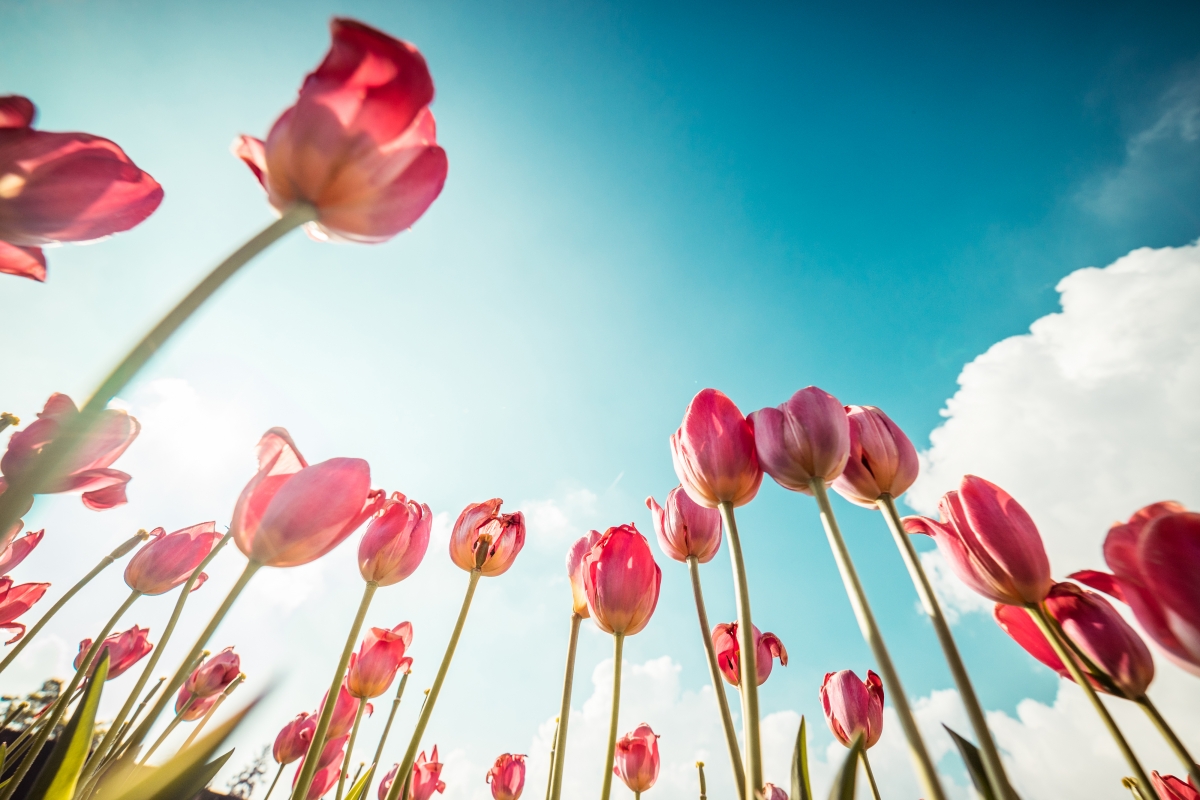 Pink tulip blue sky landscape