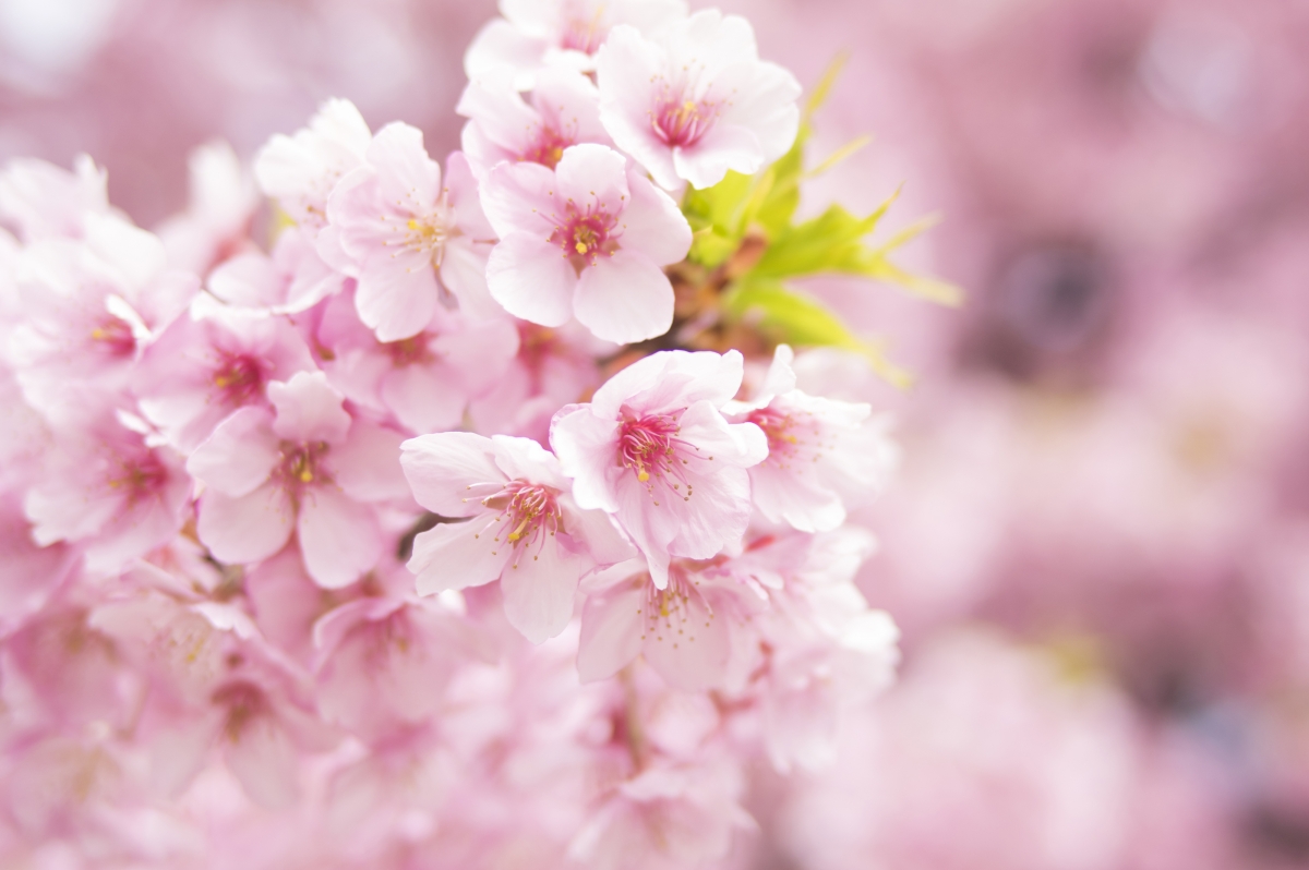 Pink Sakura 4k HD Wallpaper