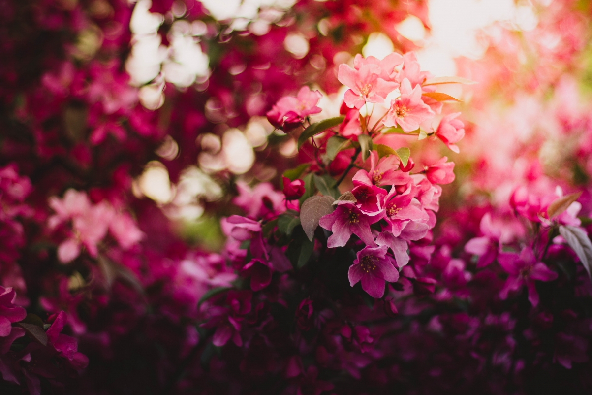 Pink flowers 5k pictures