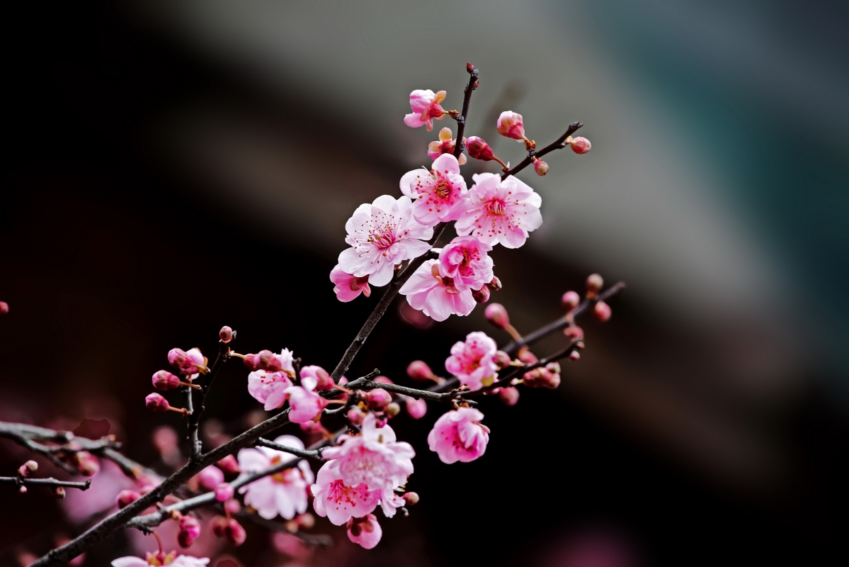 Pink plum branch picture