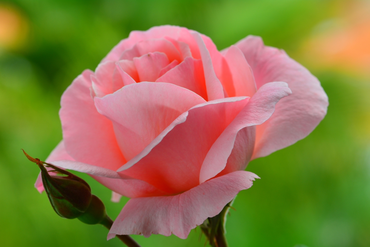 Pink roses 4k wallpaper pictures