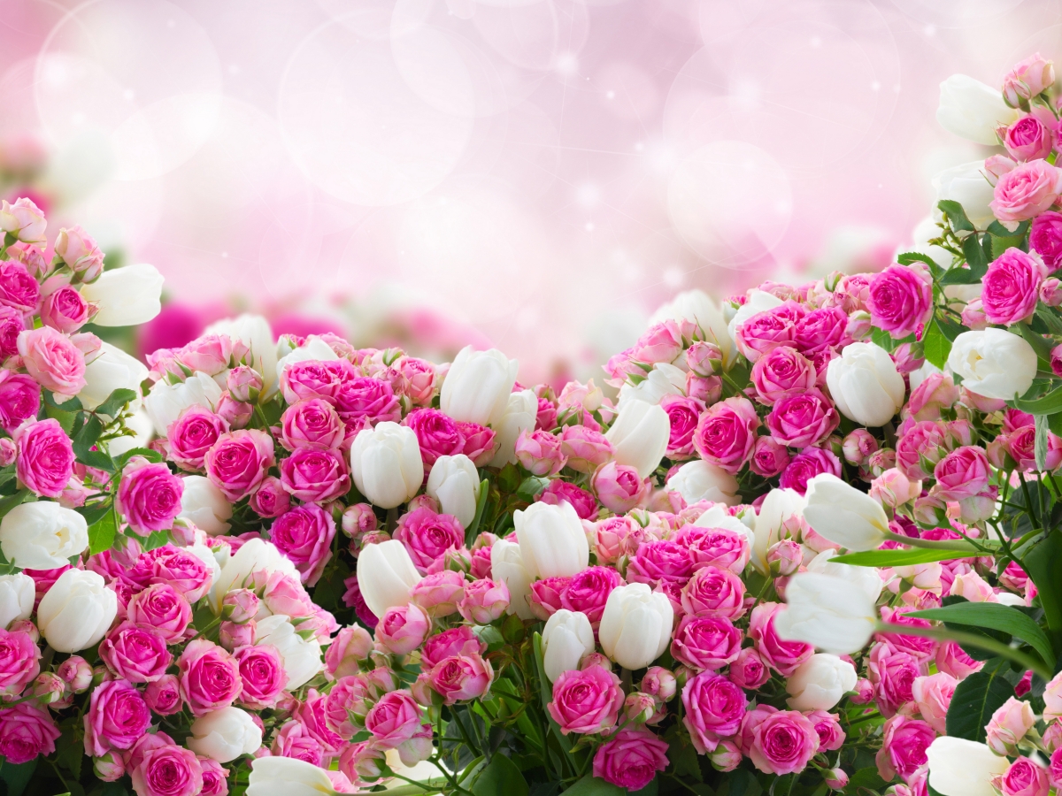 Pink roses, white flowers, rose