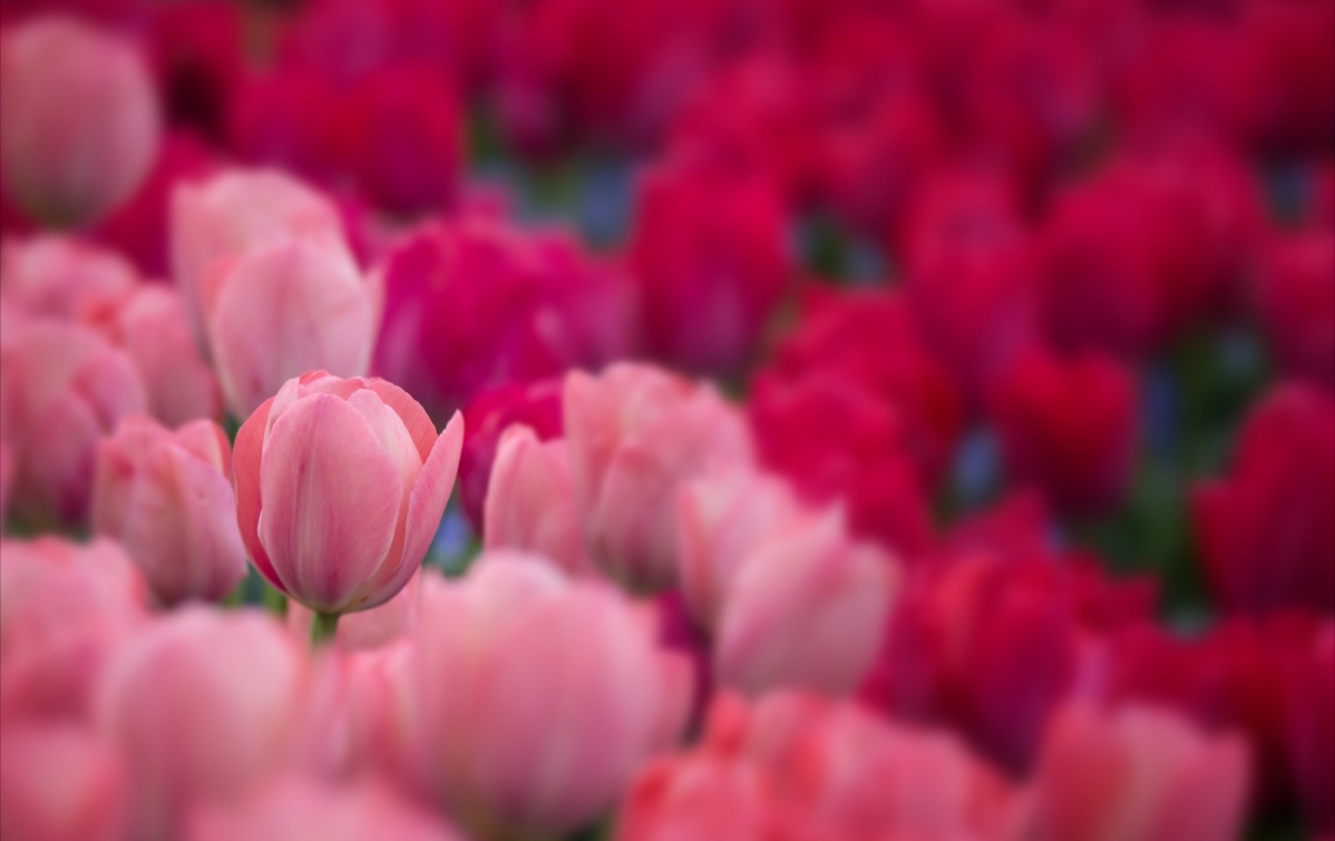 Pink red tulip flower 7K illustration