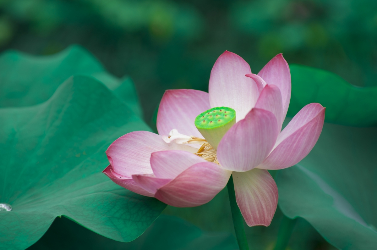 Pink lotus green lotus leaf HD 4k