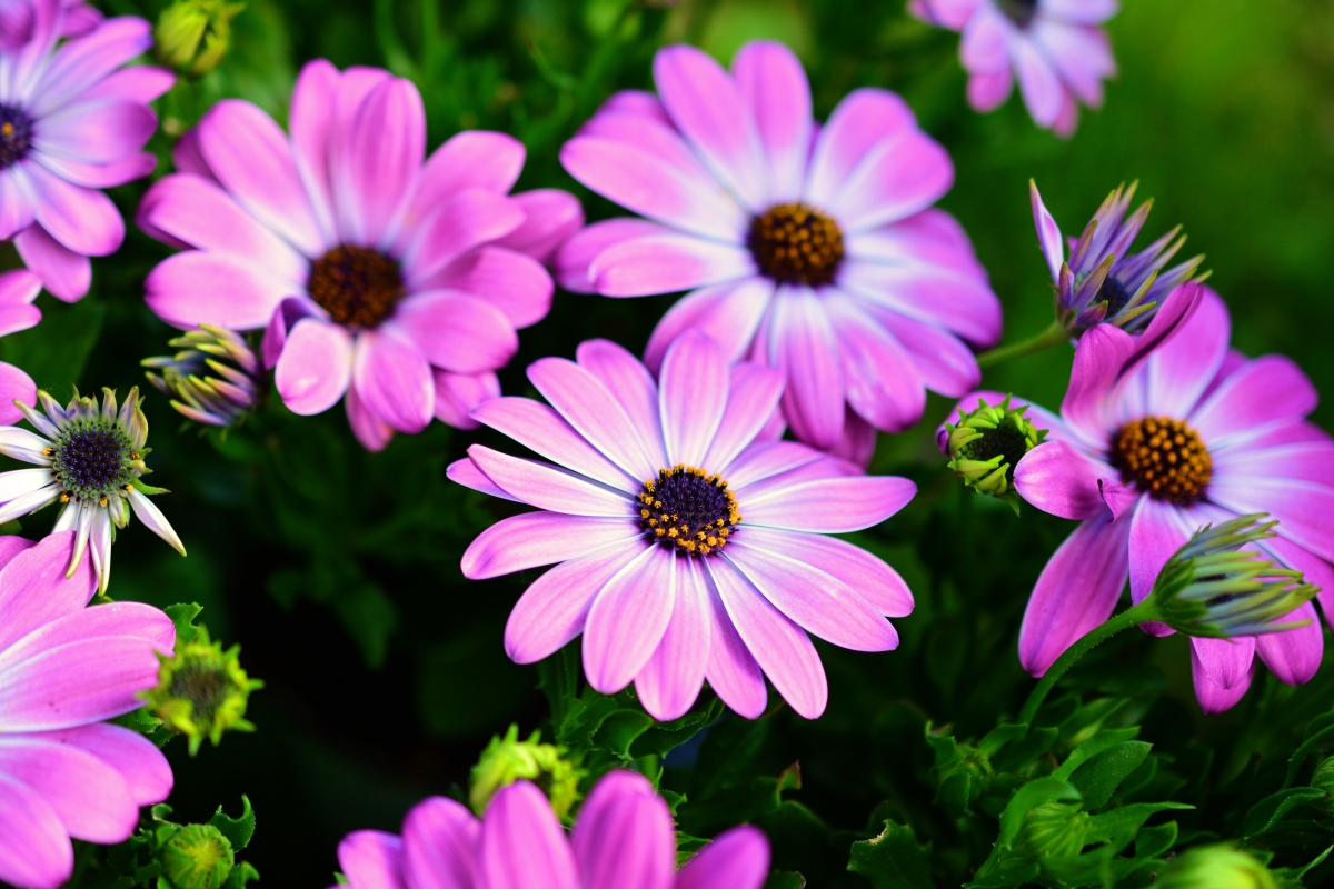 Pink Daisy Flower 6K Wallpaper
