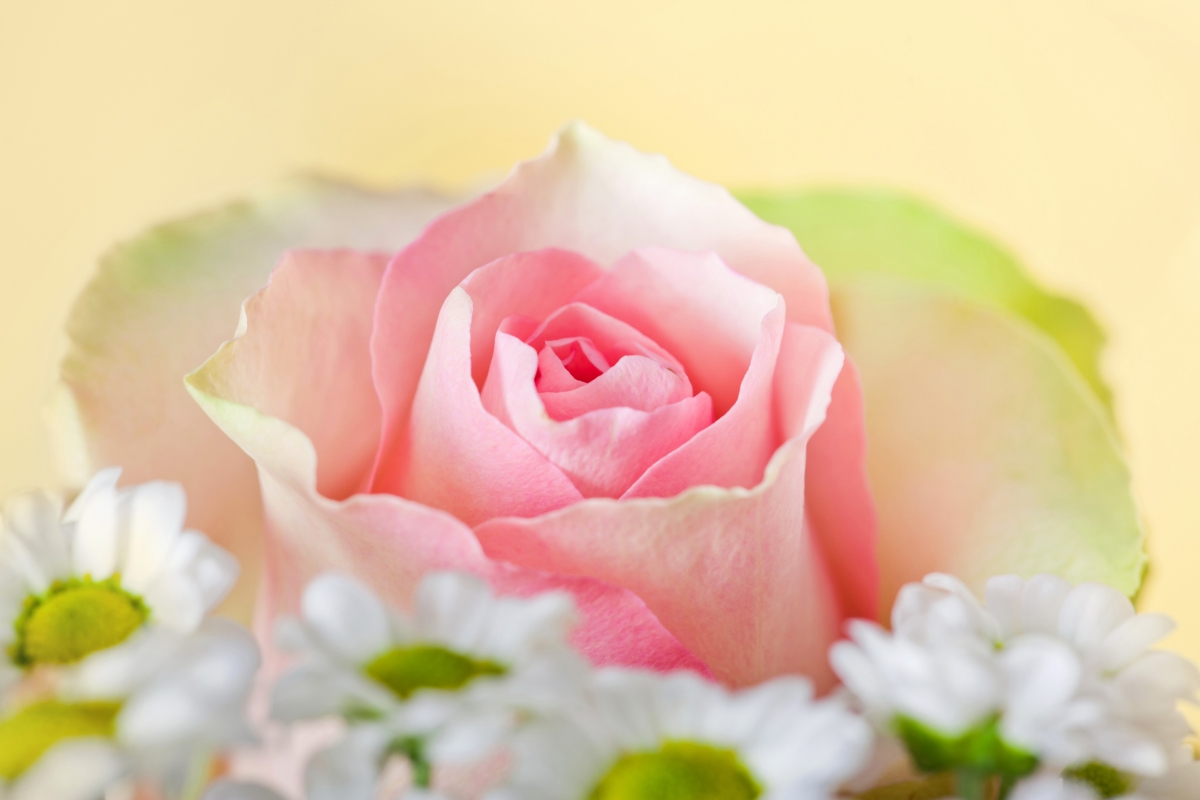 Pink rose flower photography