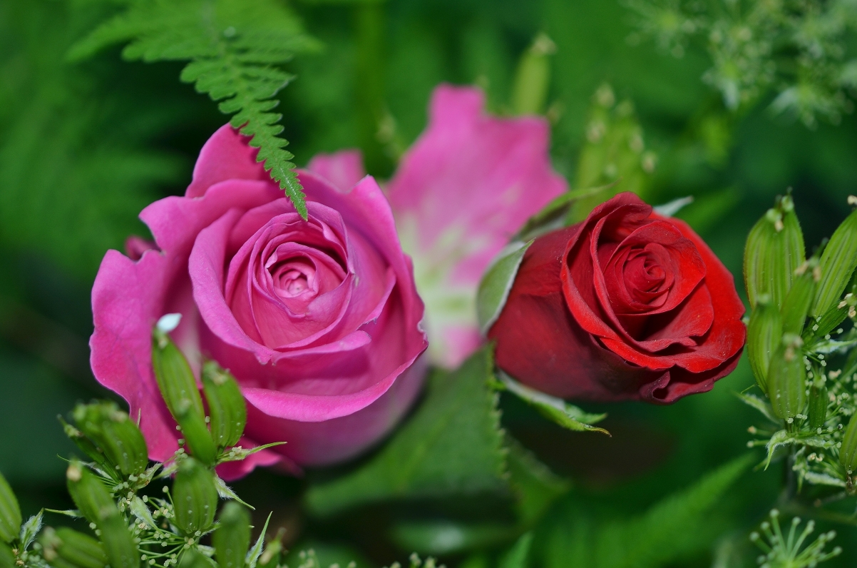 Pink rose flower nature close-up