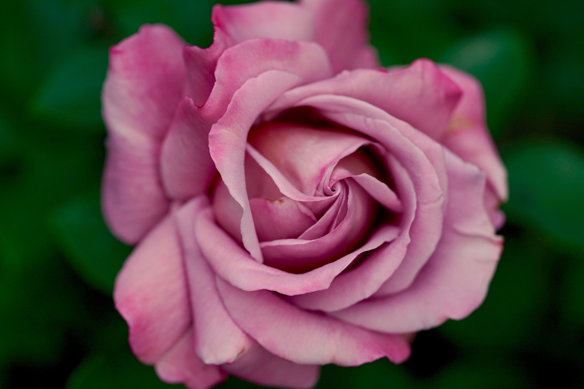 Pink Rose 6K Wallpaper