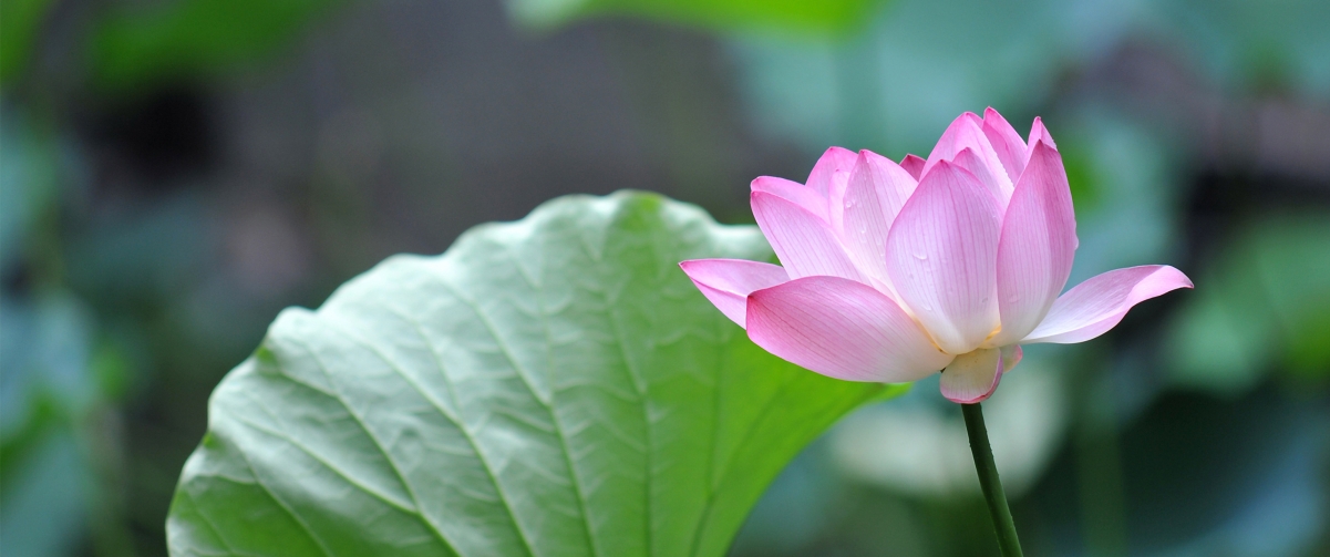 Pink Lotus 3440x1440 Wallpaper