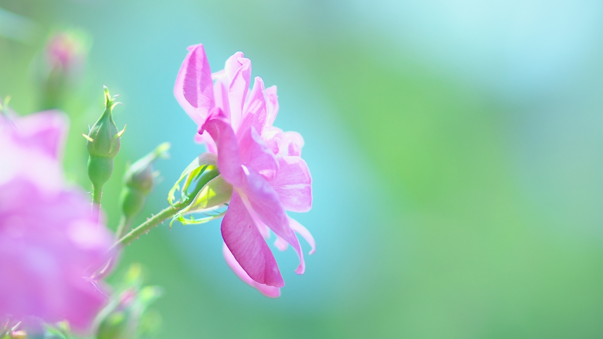 Pink flowers nature summer