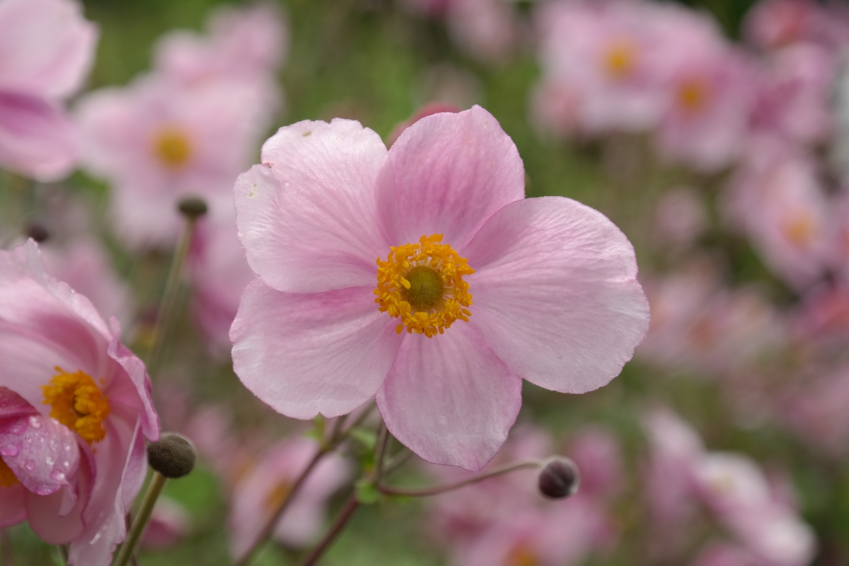 Pink flower 5k picture