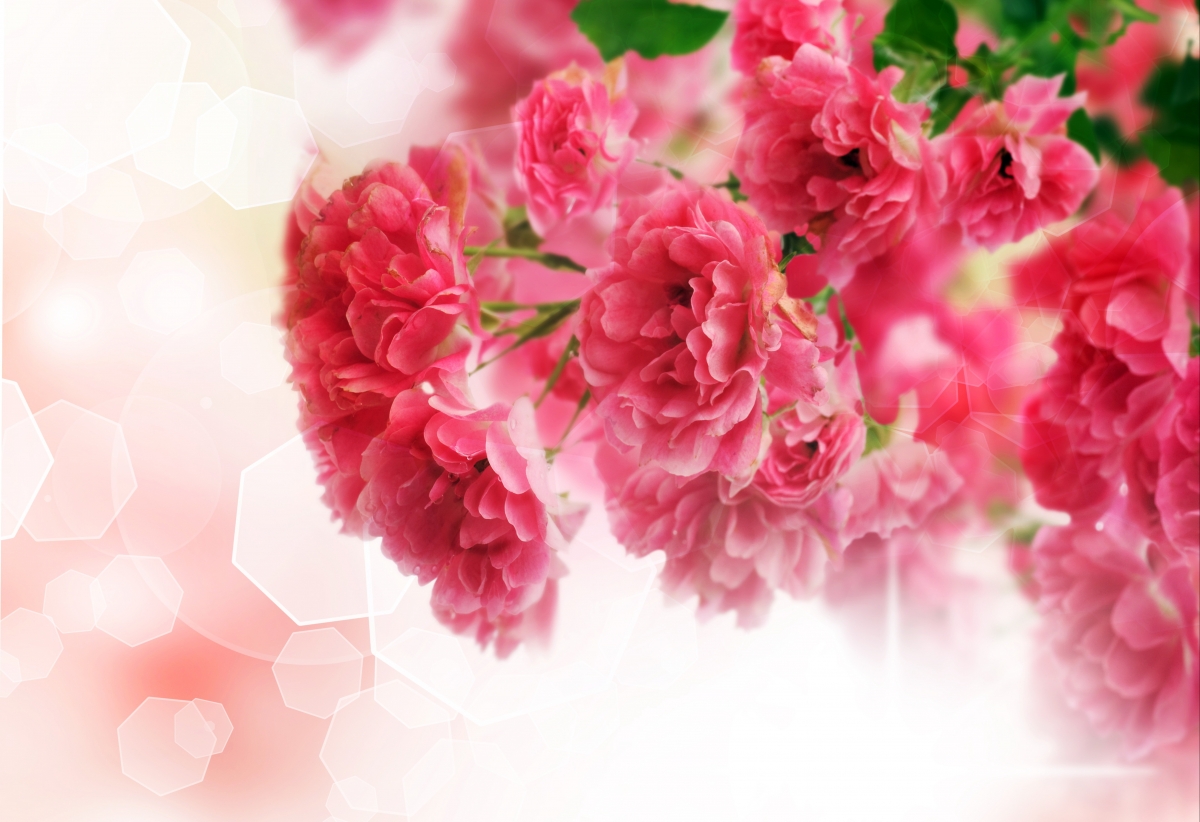 Pink flowers pictures