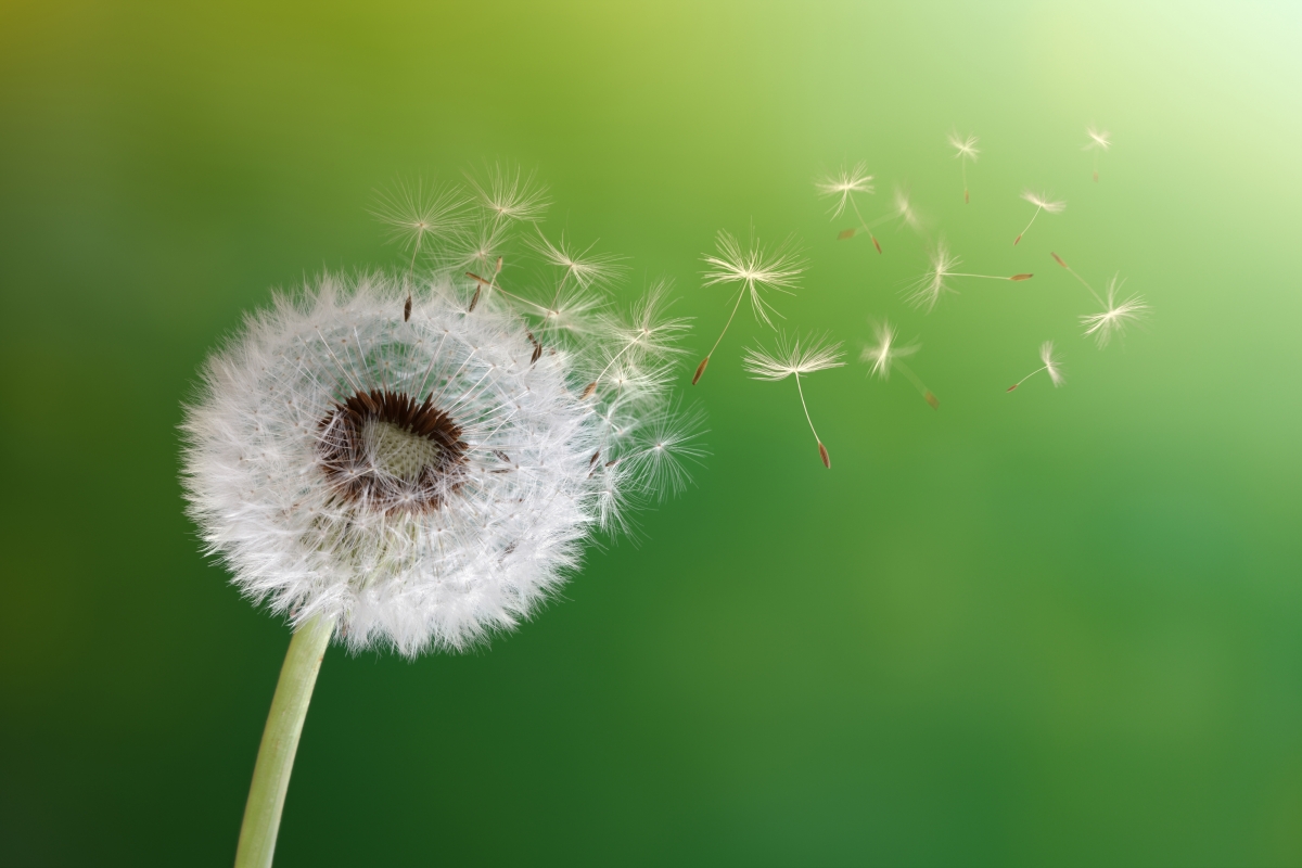 Flying dandelion green background illustration