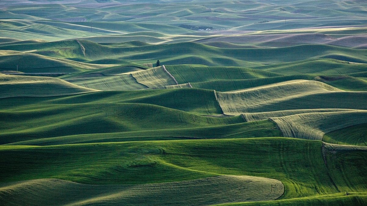 Rolling fields Palu, Washington