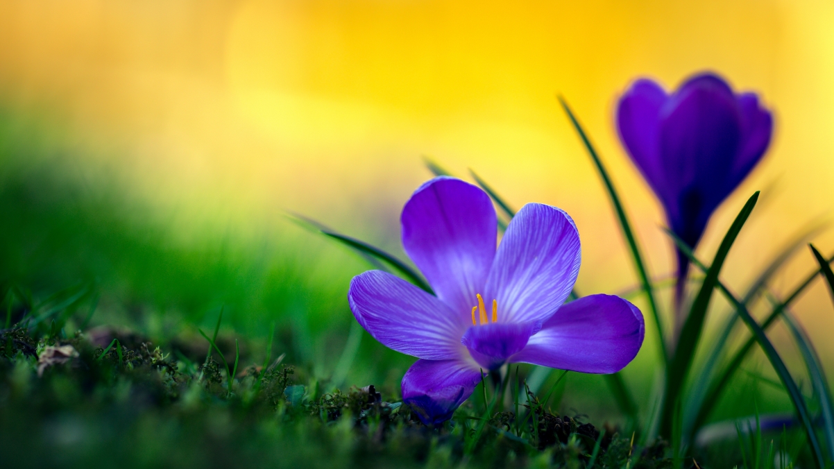 Crocus 4K Wallpaper