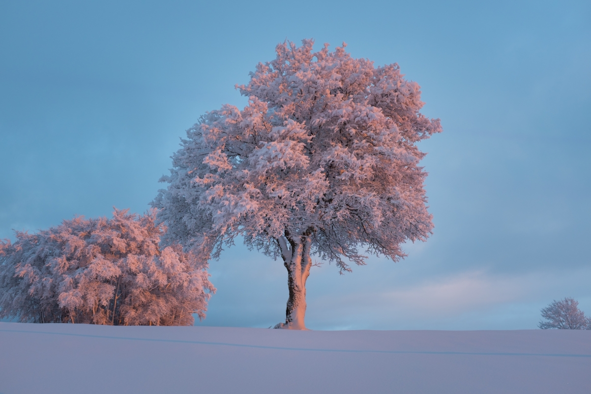 Winter trees snow scene photography pictures