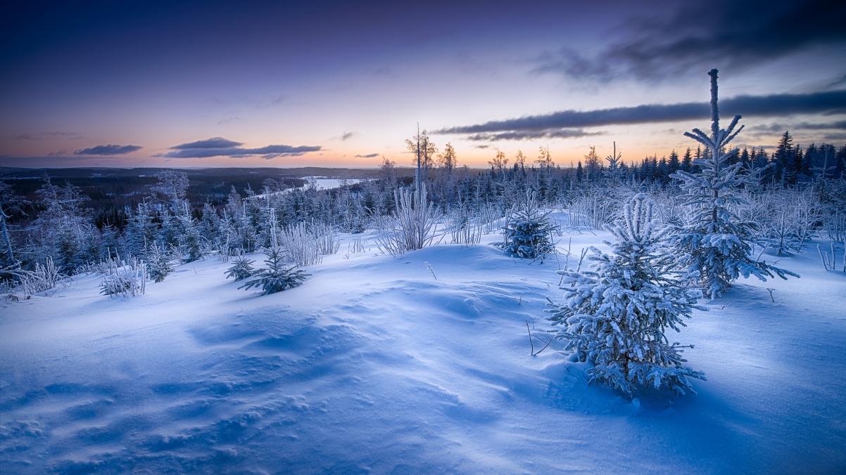 Winter, snow, fir trees, 4k landscape wall