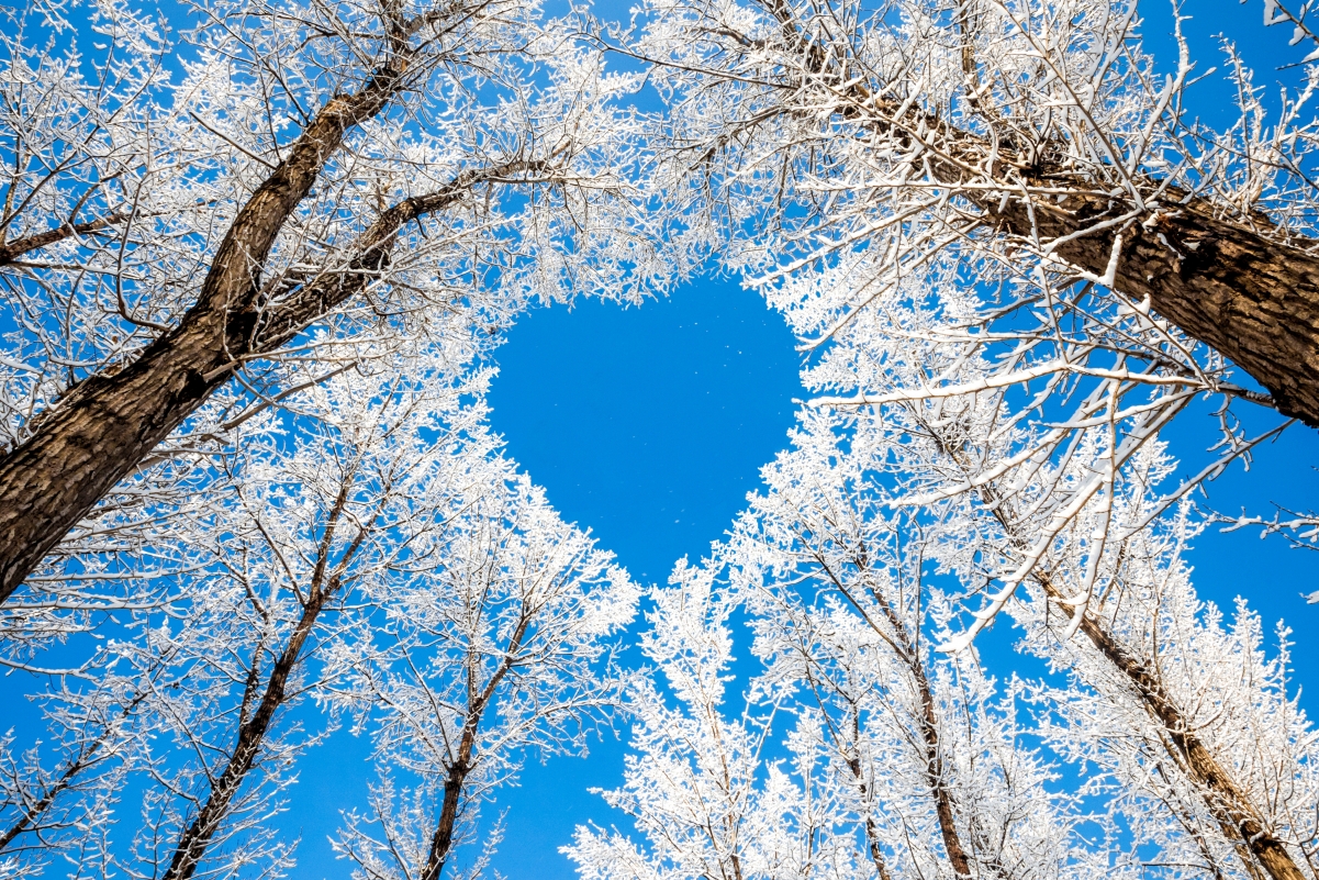 Winter, trees, branches, sky, waves