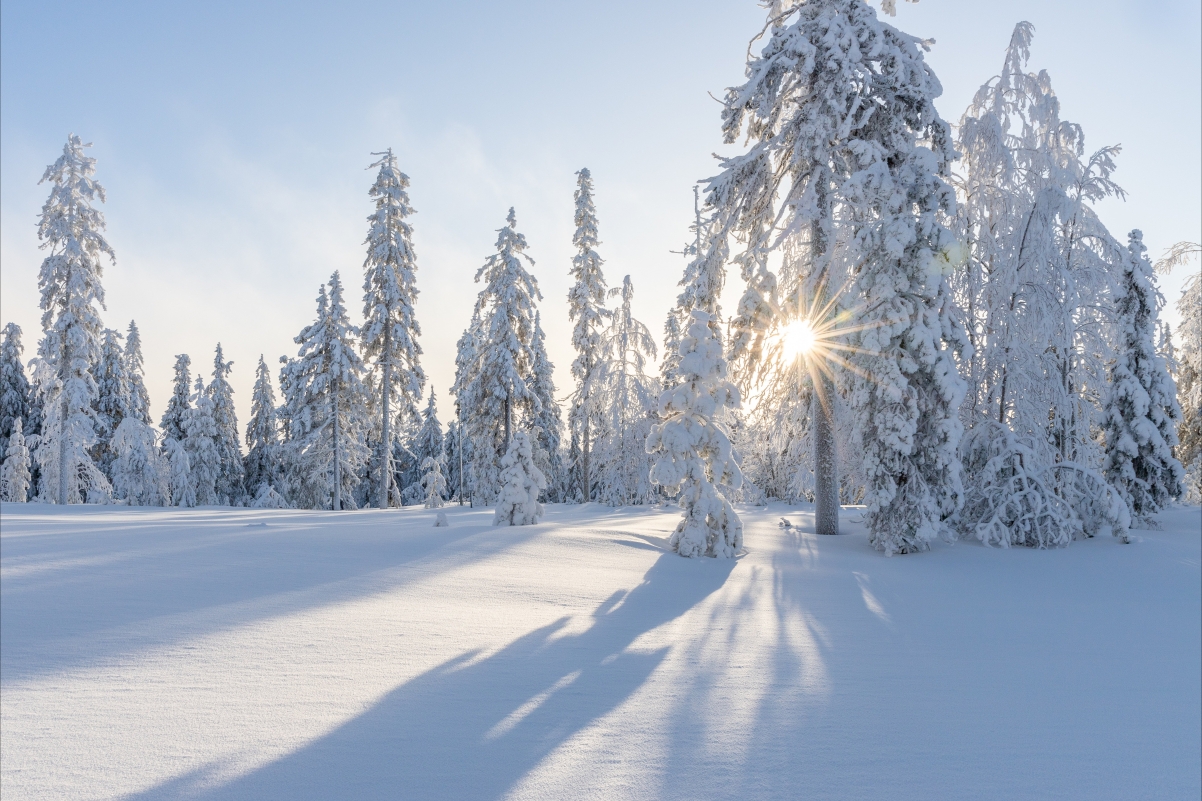 Winter snow tree sunrise wintry