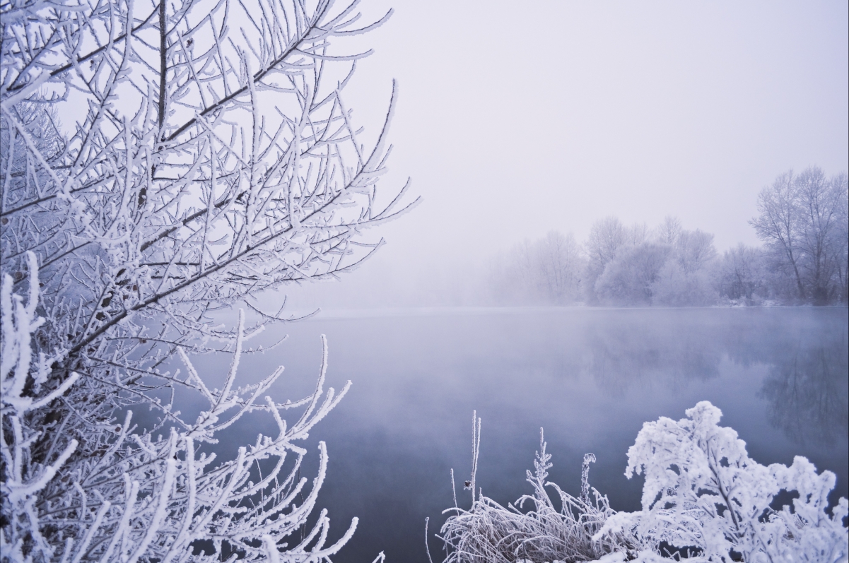 Winter water trees snow frost fog 4K